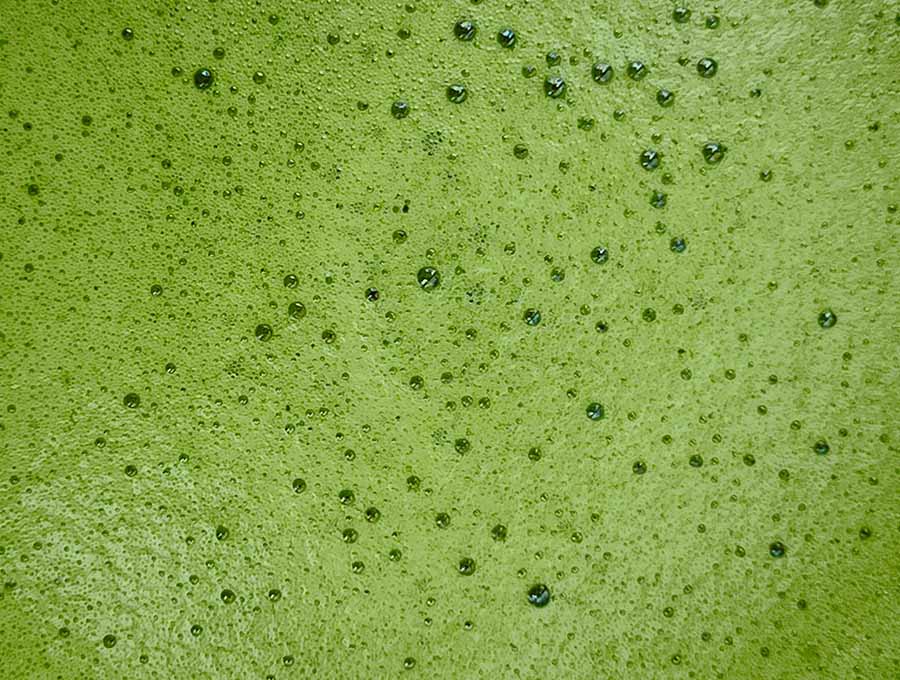 Bio Matcha in der Schweiz: das Geheimnis für natürliche Energie und bewusstes Wohlbefinden